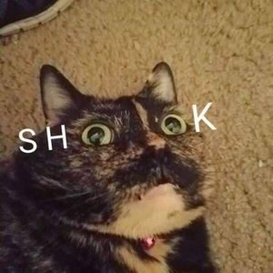 Meet your Posher, Logan